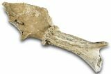 Pleistocene Fossil Deer (Odocoileus) Partial Antler/Skull #265351-1